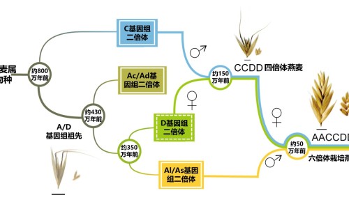 石碳水化合物有哪些食物和水果-权威石碳是什么晶体平台,分享专业石碳水化合物有哪些食物和水果知识_石碳水化合物有哪些食物网